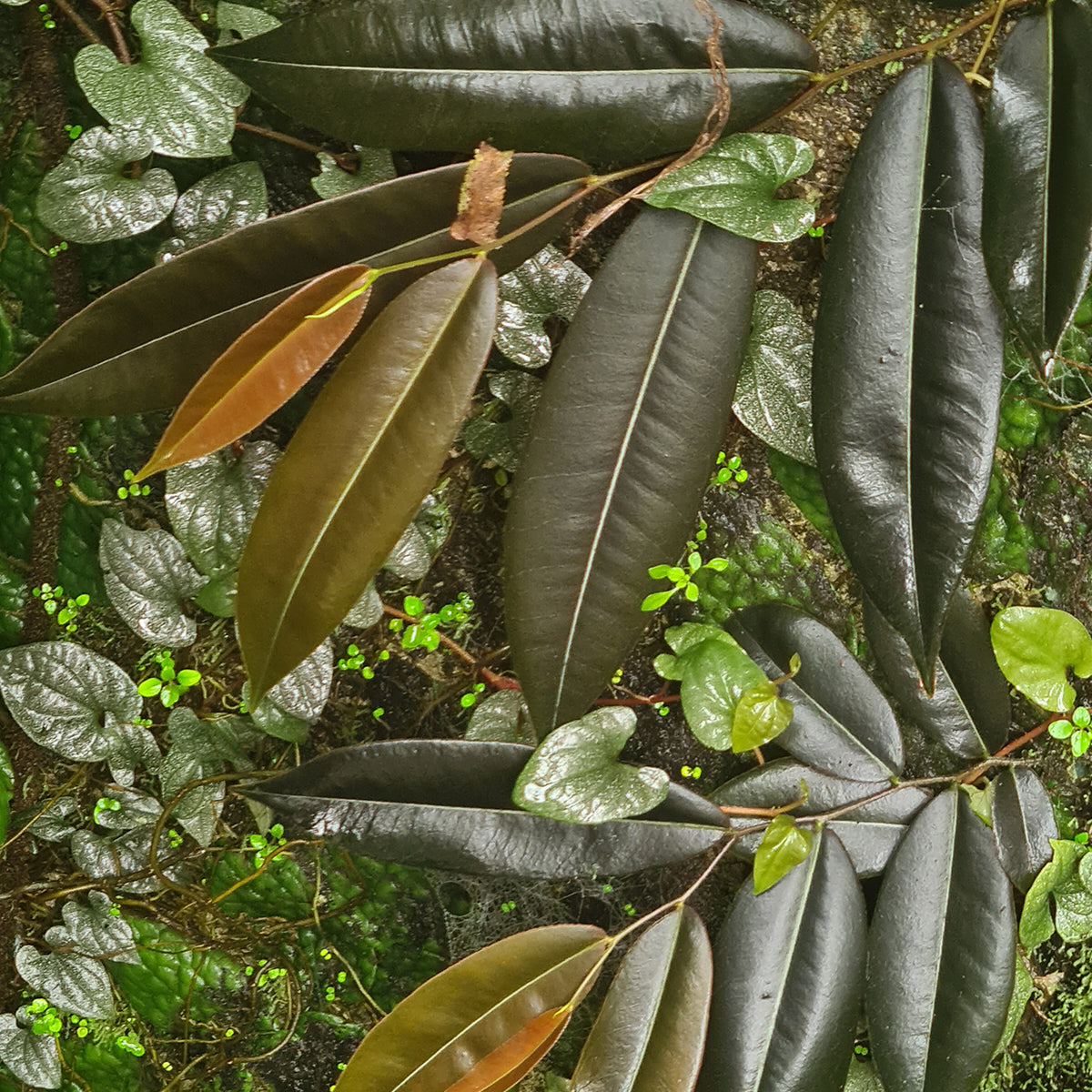 ORTENSIA FIORE パール オルテンシア・フィオーレ ceu