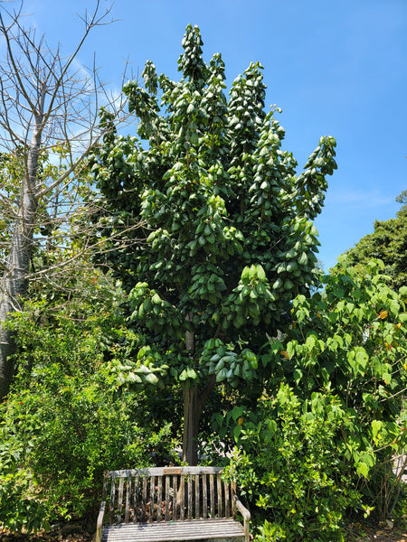 Acropogon bullatus