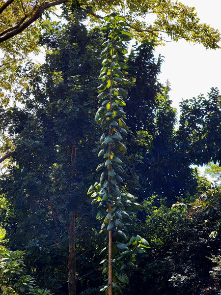Acropogon bullatus