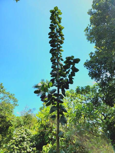 Acropogon bullatus