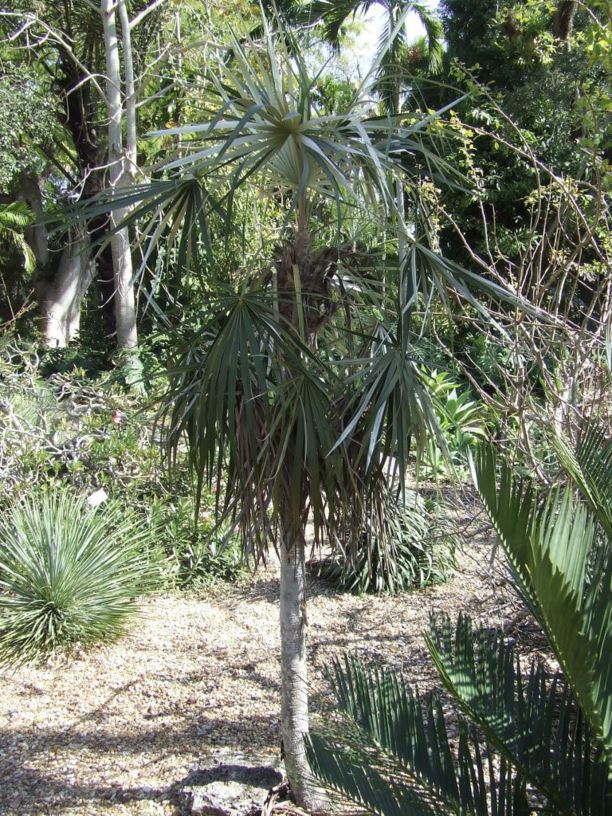 silver palm plant Coccothrinax argentata