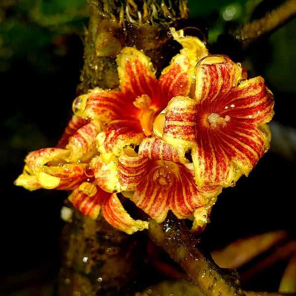 Acropogon bullatus