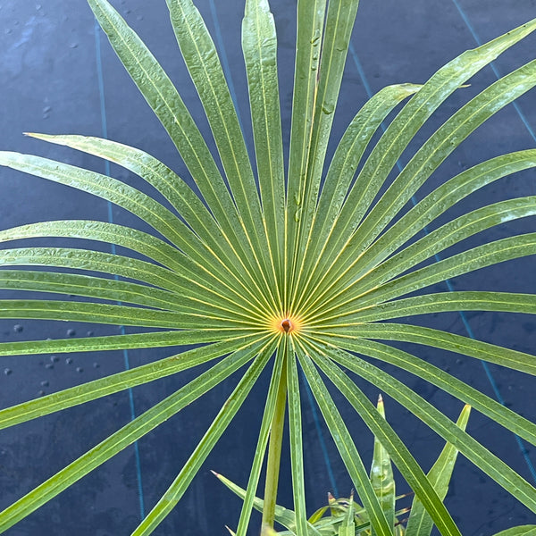 Coccothrinax inaguensis