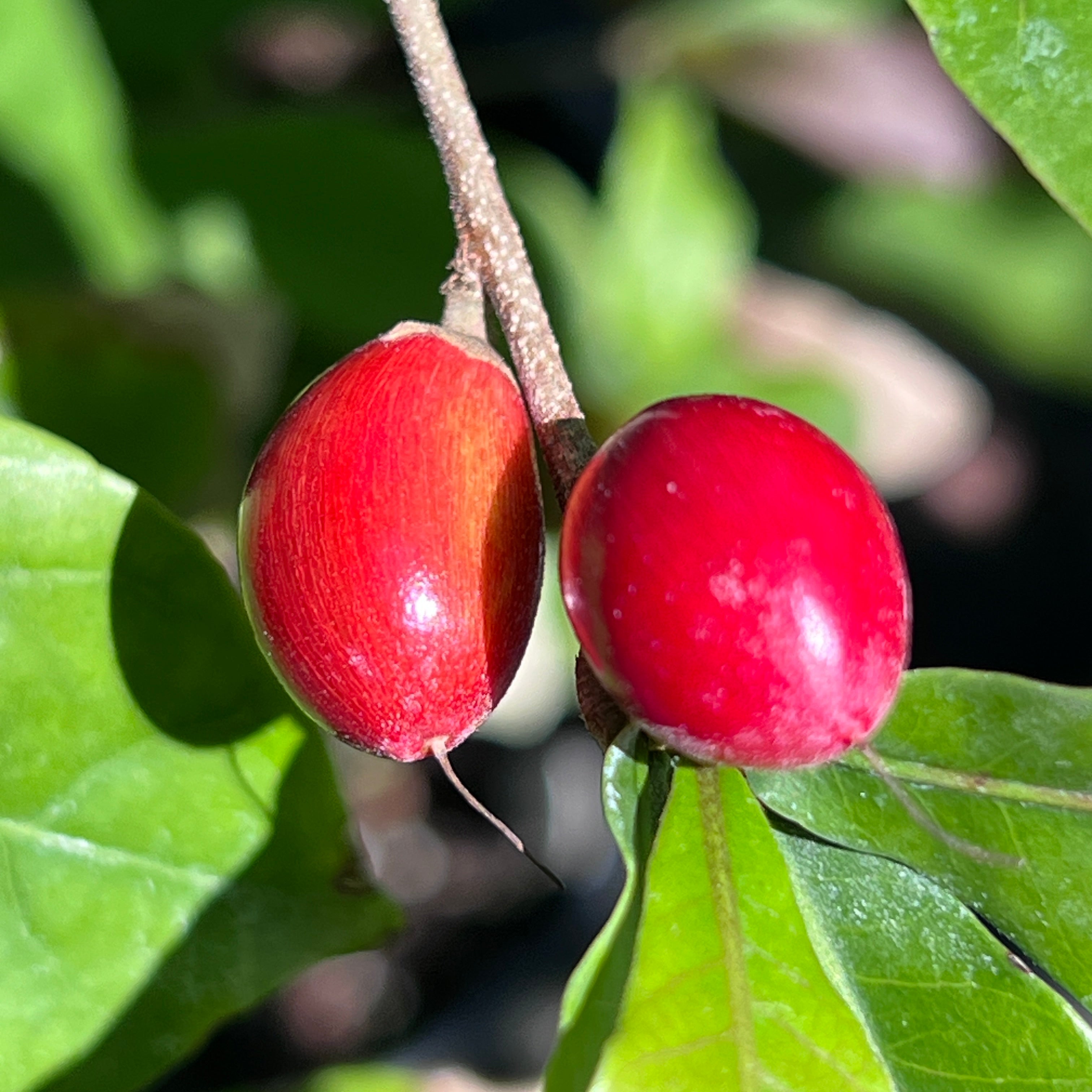 【熱帯果樹】ミラクルフルーツ（Synsepalum dulcificum） PLANCHU 熱帯果樹 ミラクルフルーツ Synsepalum dulcificum トロピカル