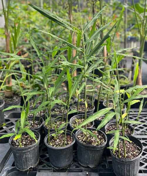 Zingiber officinale