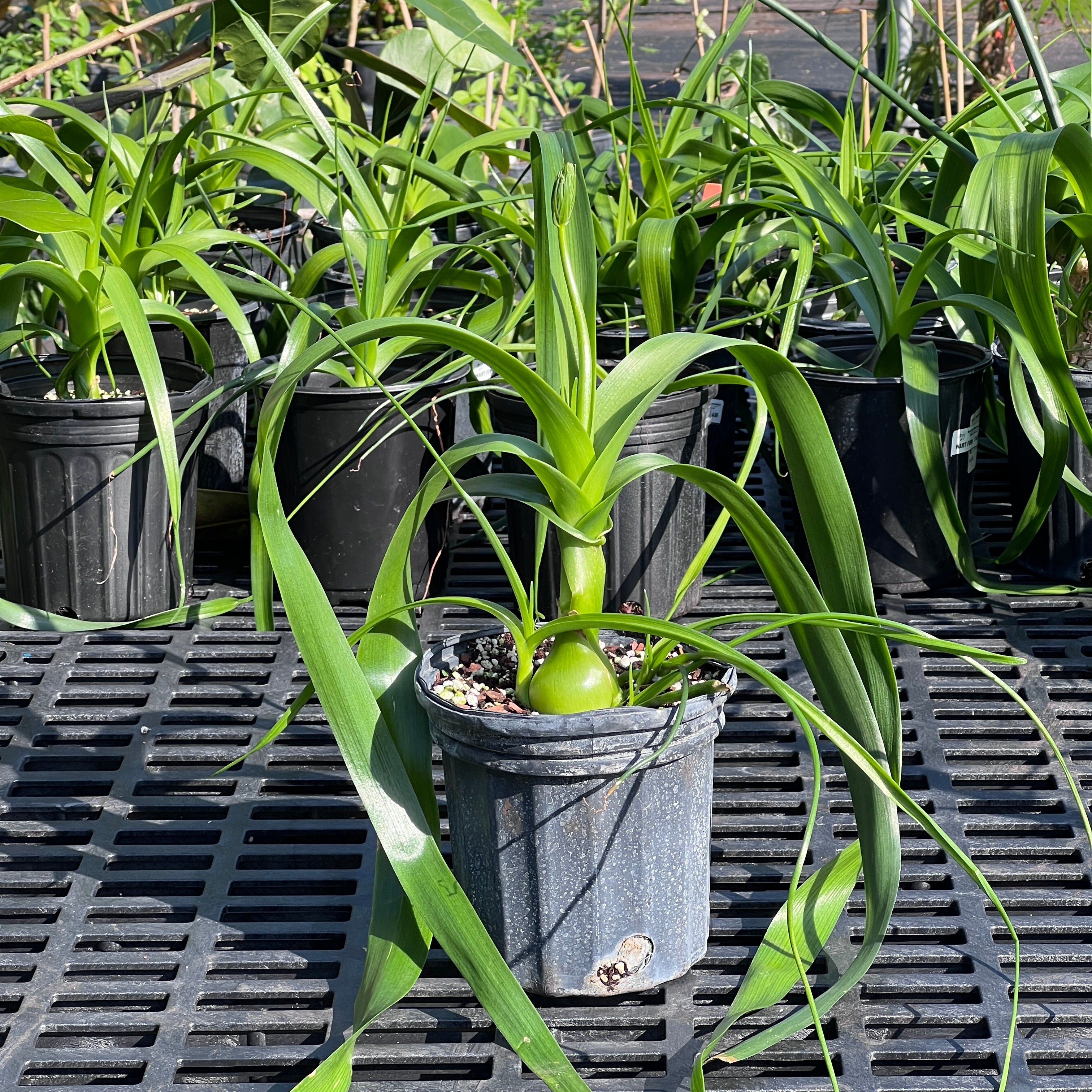 Albuca bracteata