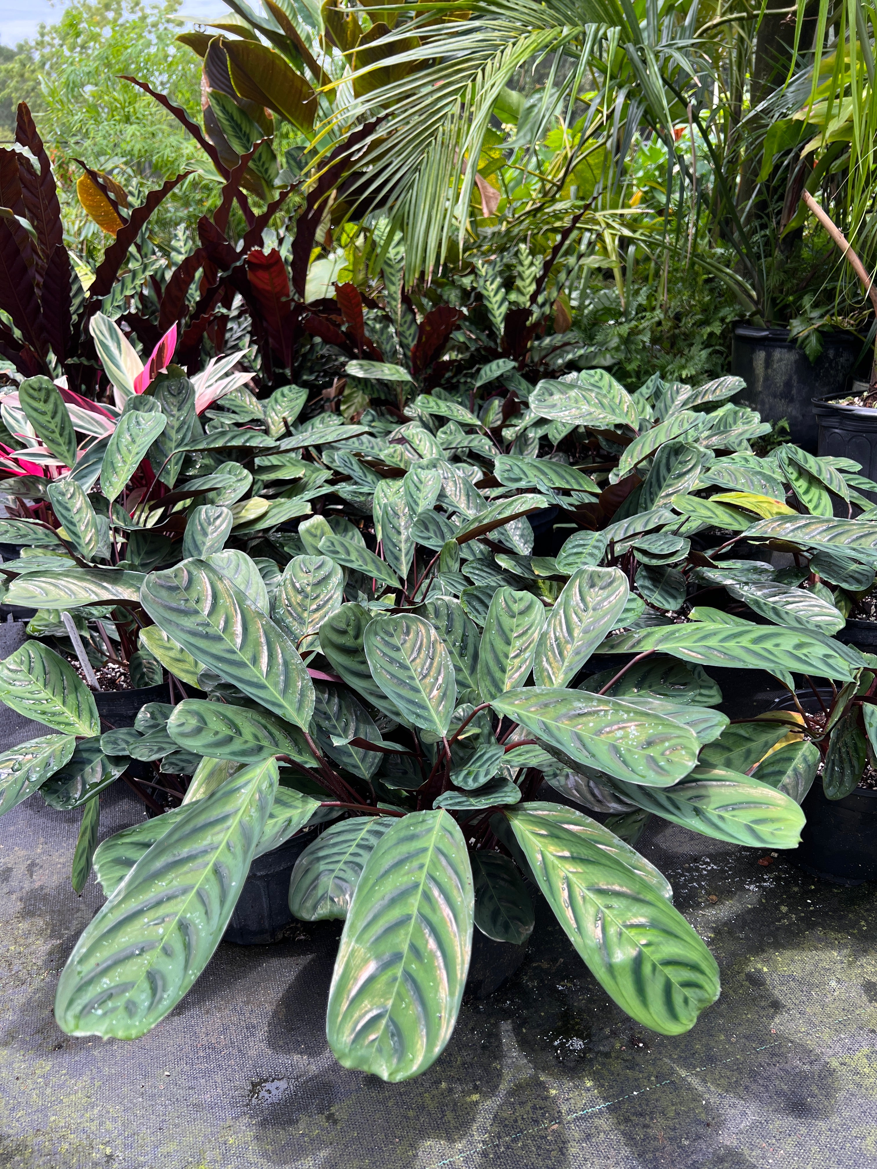 burle marxii plant Ctenanthe burle-marxii var. obscura