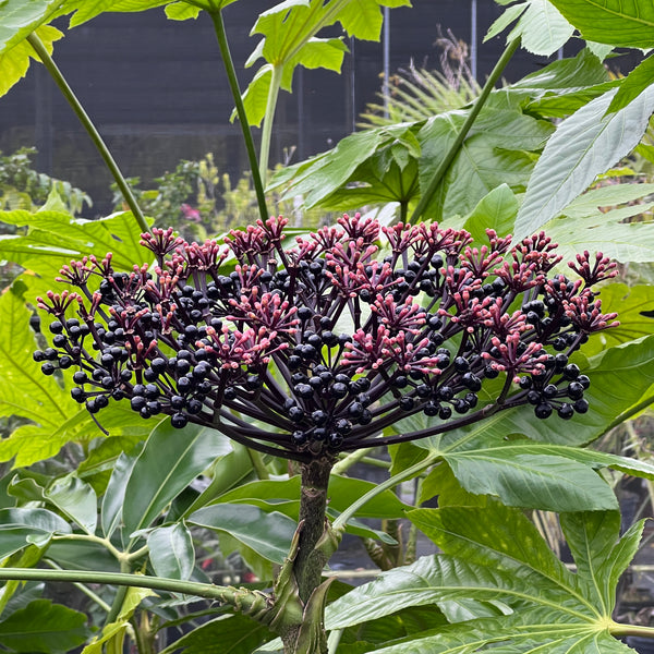 Osmoxylon novoguineense