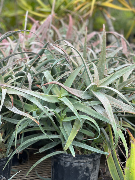 Aloe cf. divaricata
