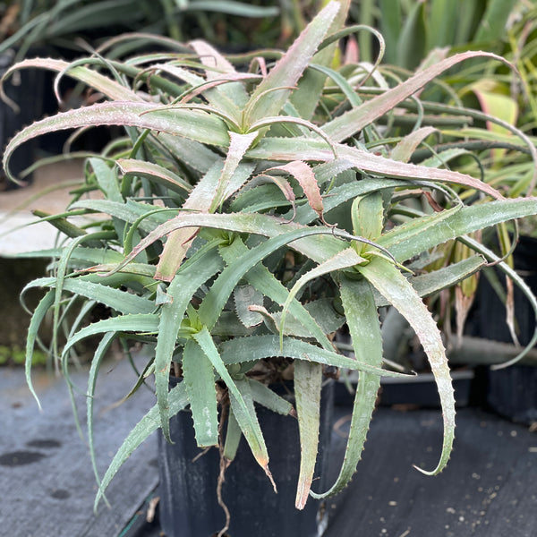 Aloe cf. divaricata
