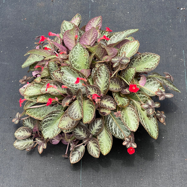 Episcia cupreata (Red Flower)