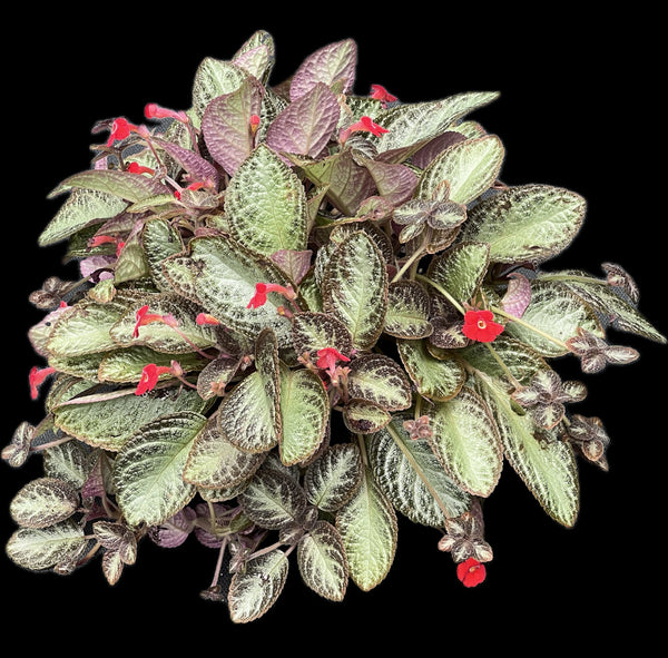 Episcia cupreata (Red Flower)
