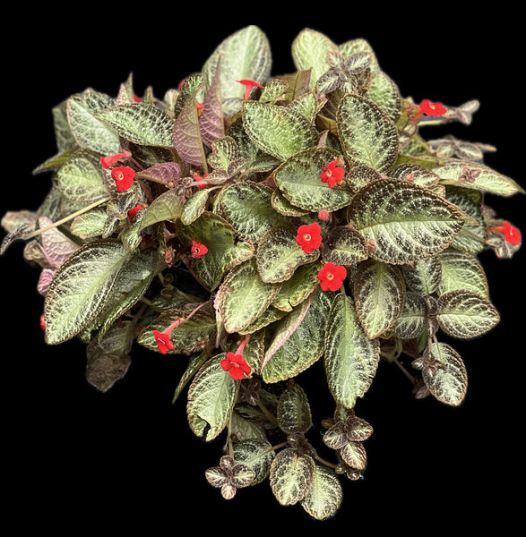 Episcia cupreata (Red Flower)