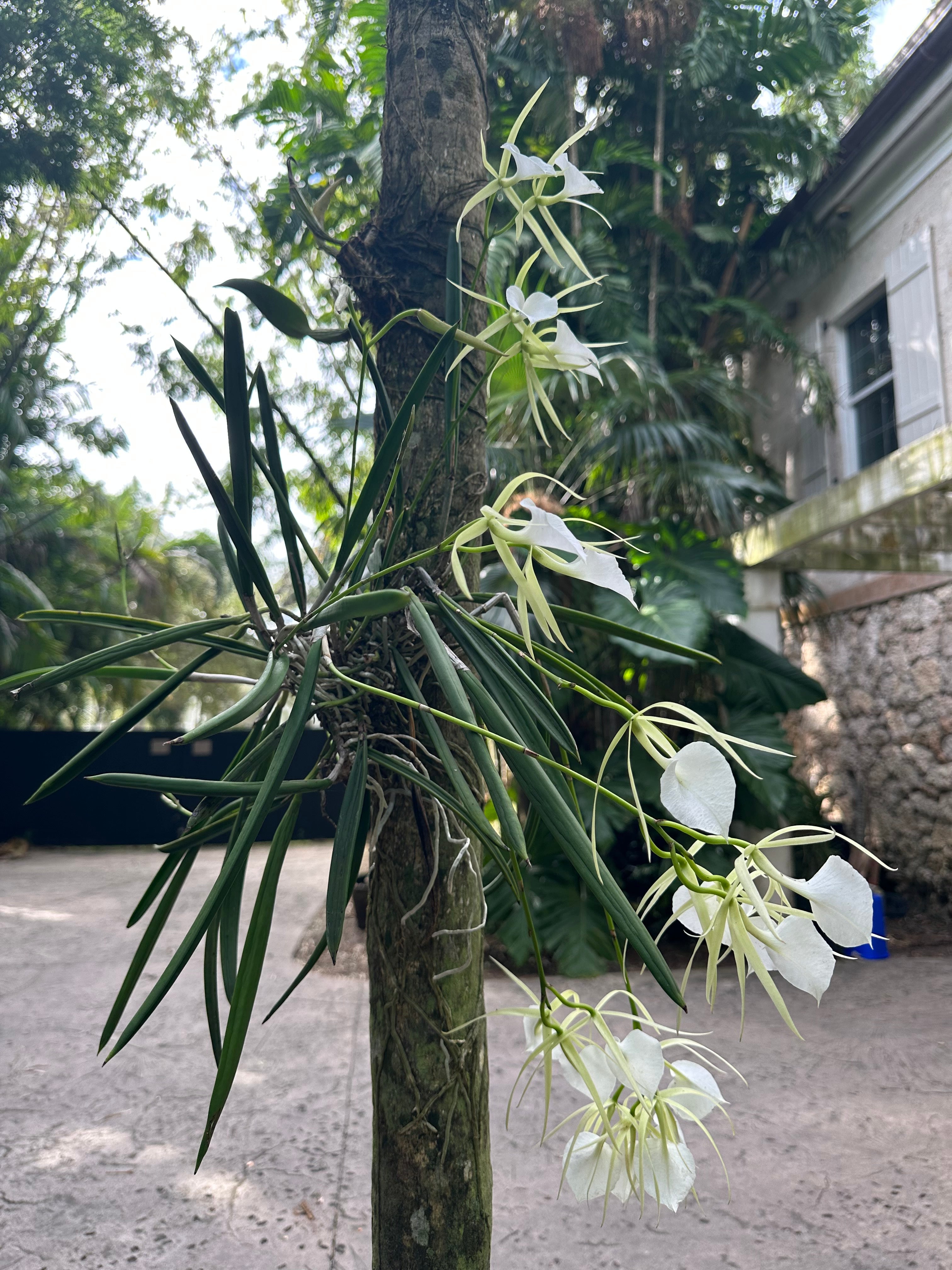 Brassavola nodosa – Fairchild Tropical Botanic Garden