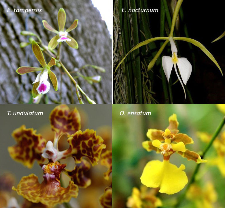 The Million Orchid Project Restoration Kit - Four native species