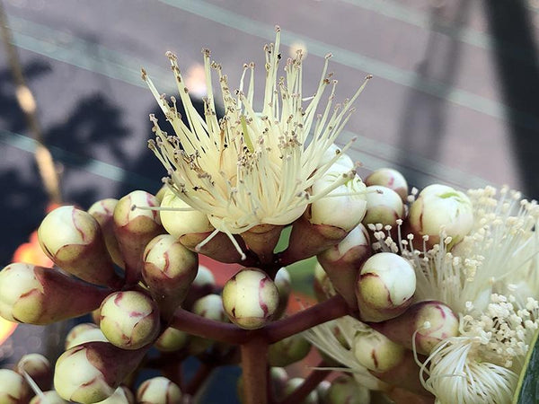 Syzygium thalassicum