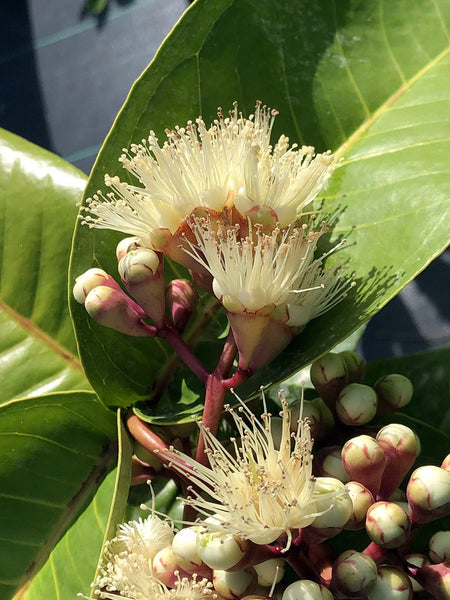 Syzygium thalassicum