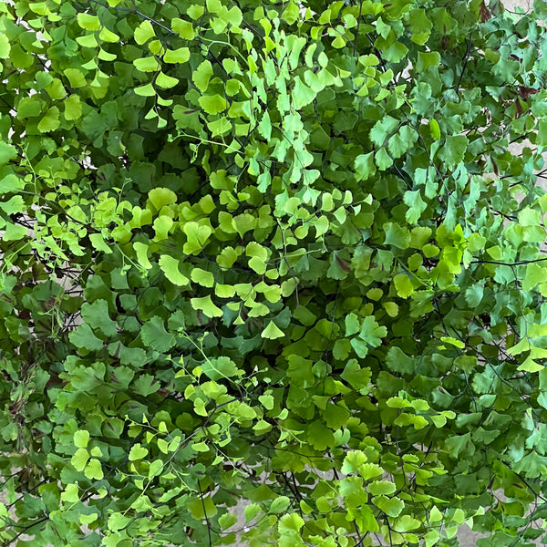 Adiantum capillus-veneris