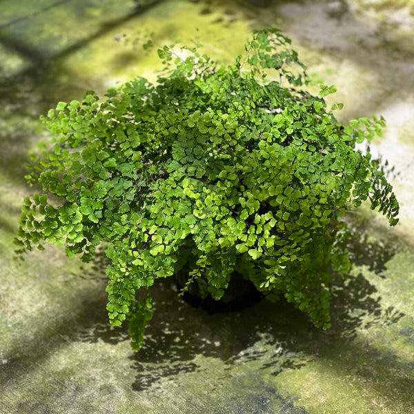 Adiantum capillus-veneris