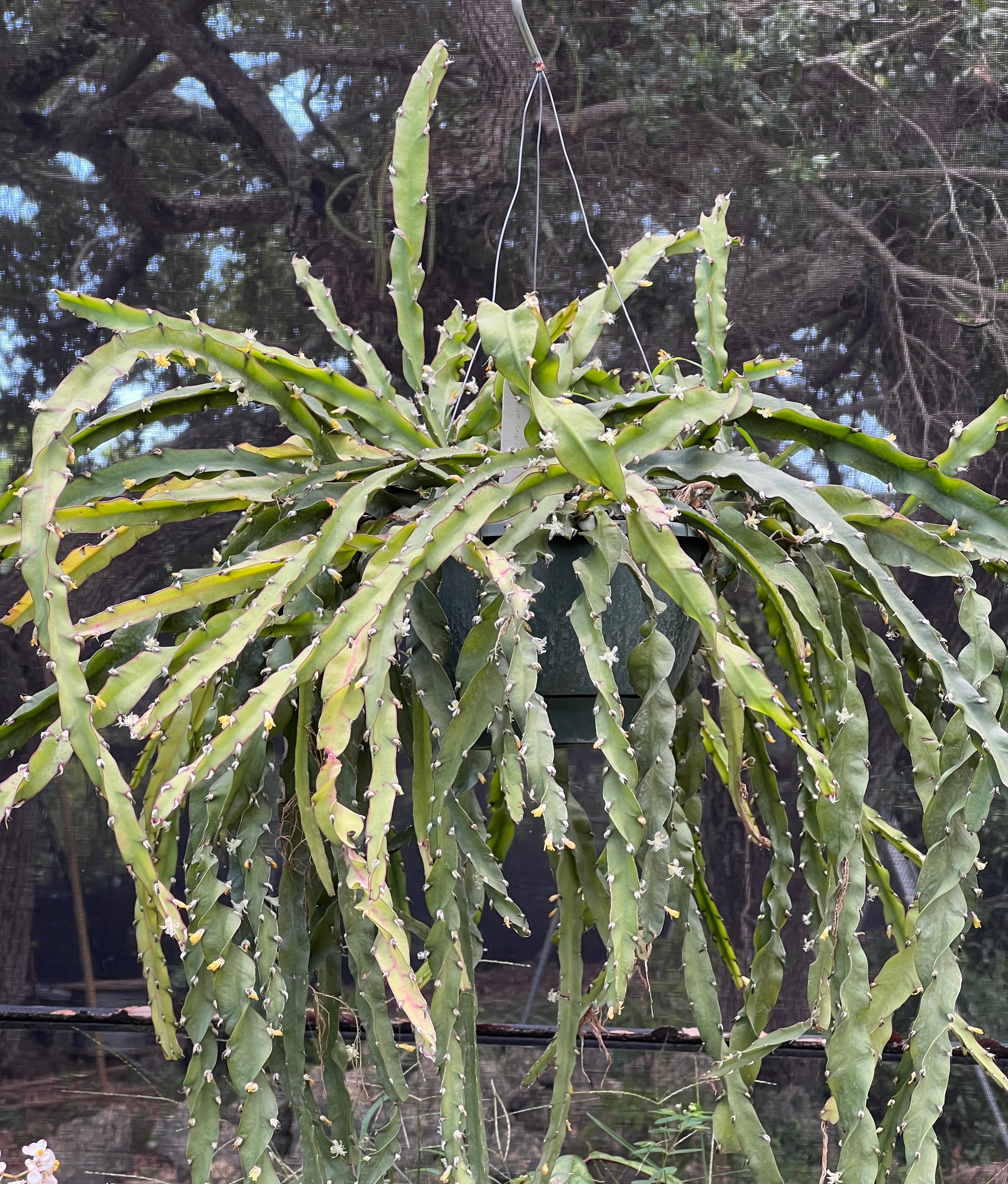 Hurricane Cactus