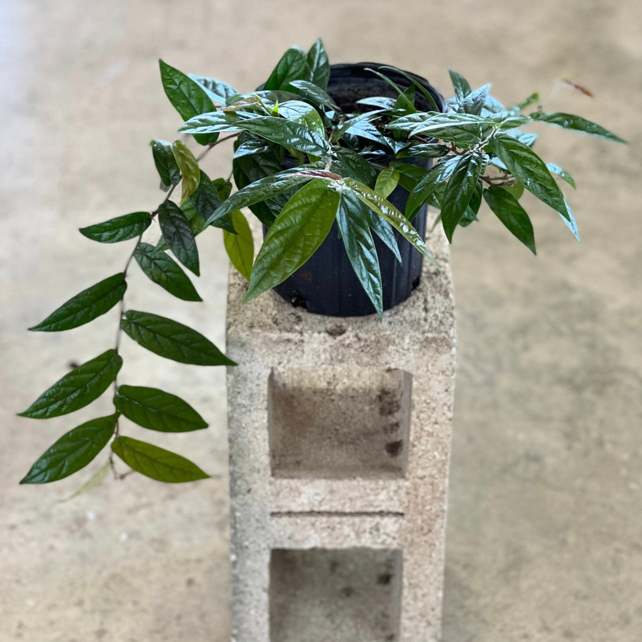 Ficus sagittata