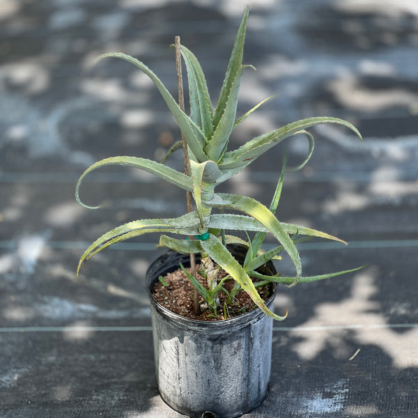 Aloe cf. divaricata