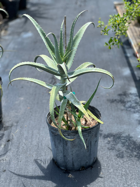 Aloe cf. divaricata
