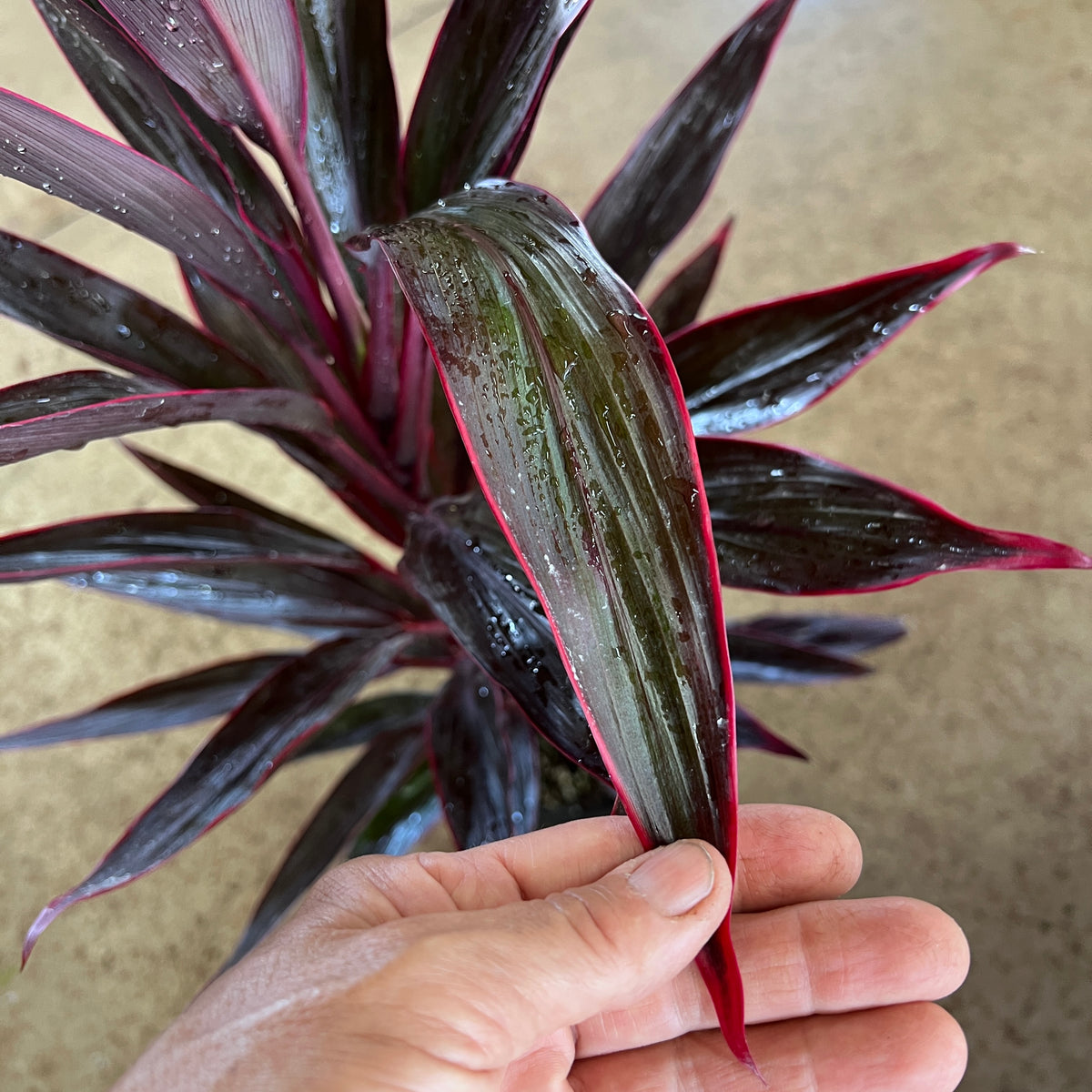 Cordyline fruticosa ‘Chili Pepper’ Fairchild Tropical Botanic Garden