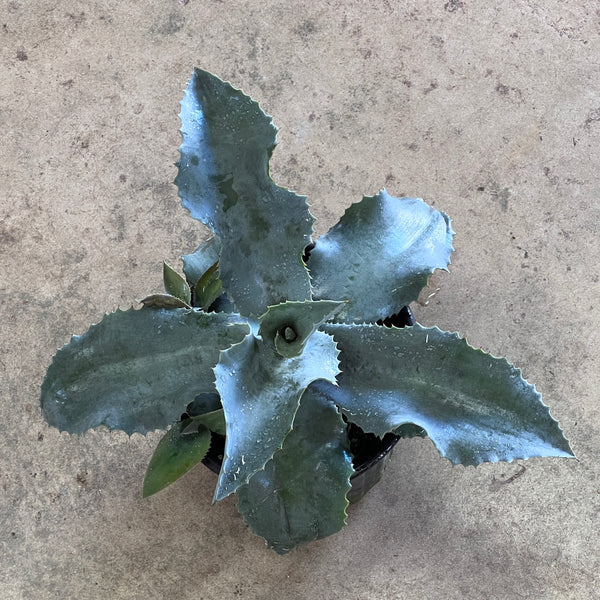 Agave gypsophila