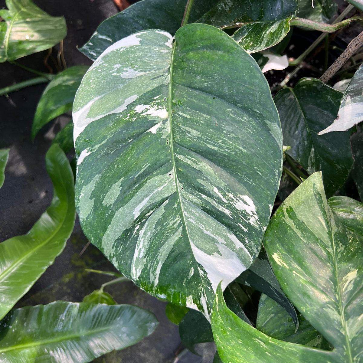 Epipremnum Pinnatum Albo Variegated Plant - Mawar Hitam Flora