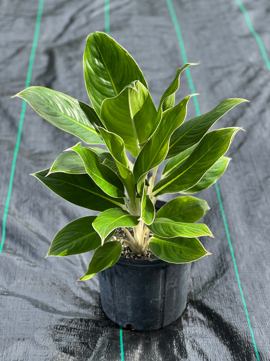 朝方迄限定特価【Weed】Aglaonema pictum 特価[weed] Aglaonema pictum