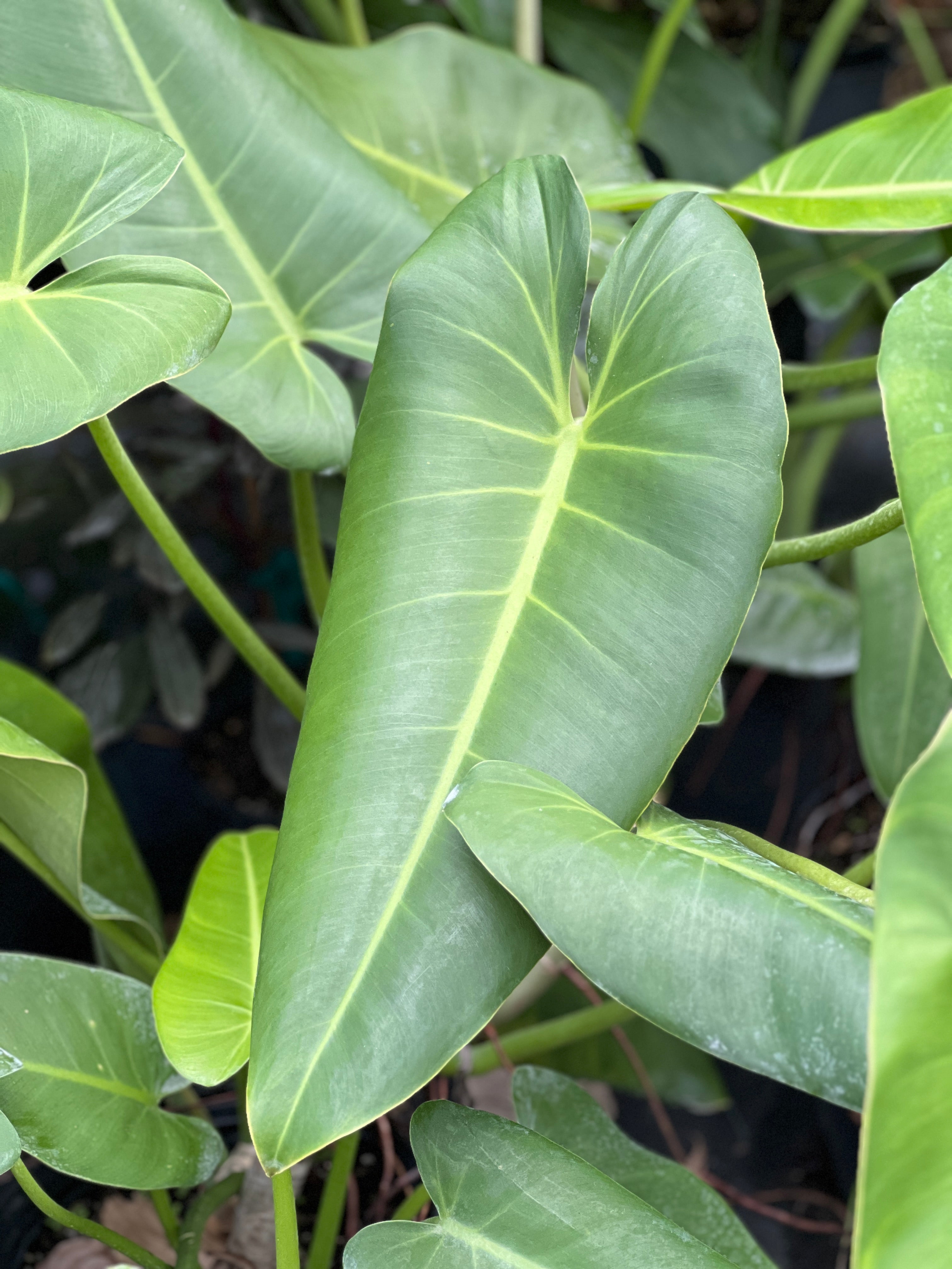 arrow leaf philodendron Philodendron sagittifolium