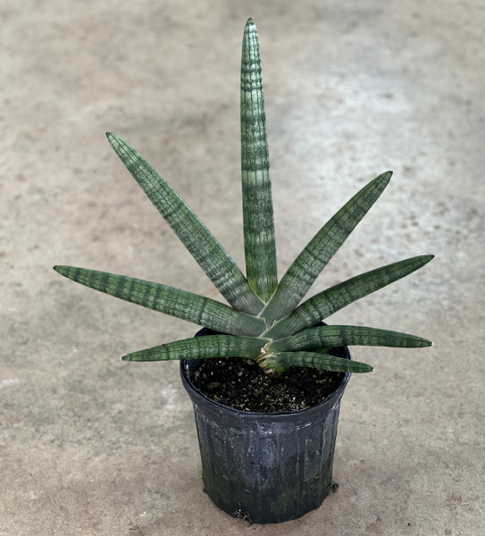 Sansevieria cylindrica 'Boncel'