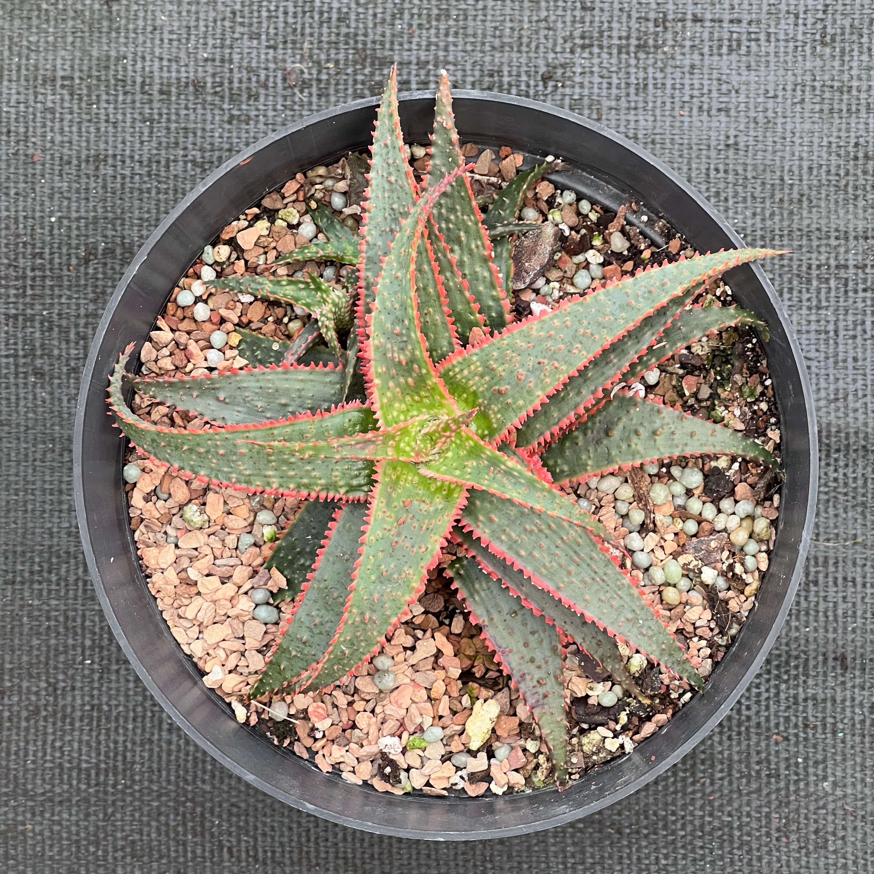 christmas carol succulent Aloe 'Christmas Carol'