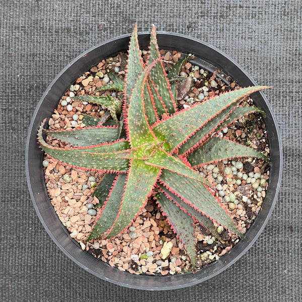 Aloe 'Christmas Carol'