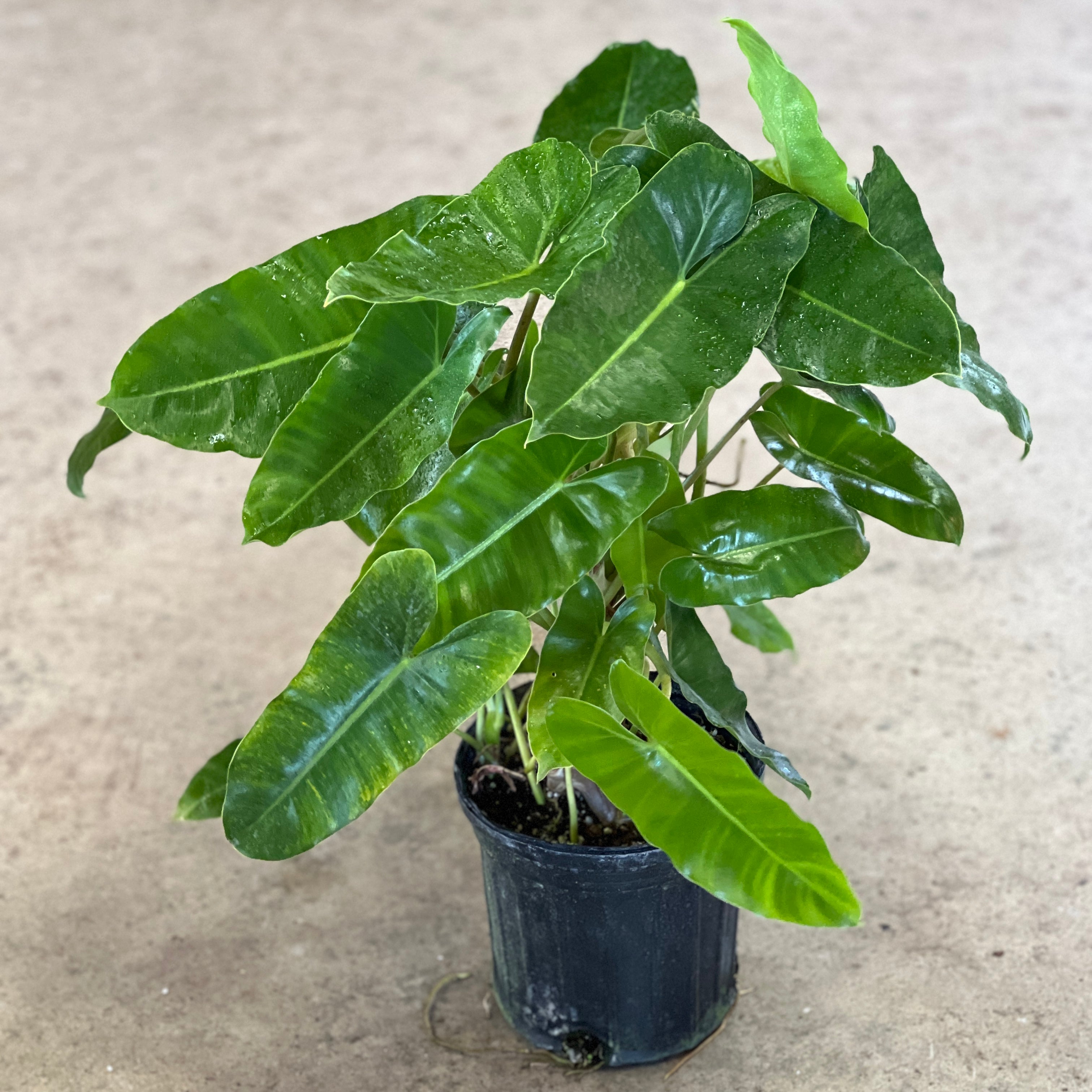 philodendron burle Burle Marx Philodendron