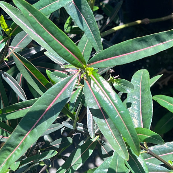 Barleria lupulina