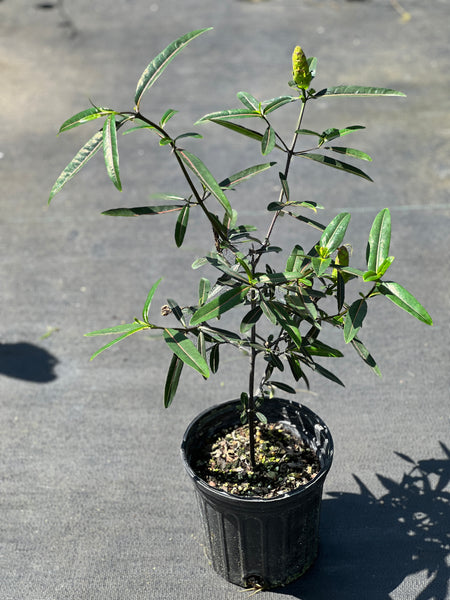 Barleria lupulina
