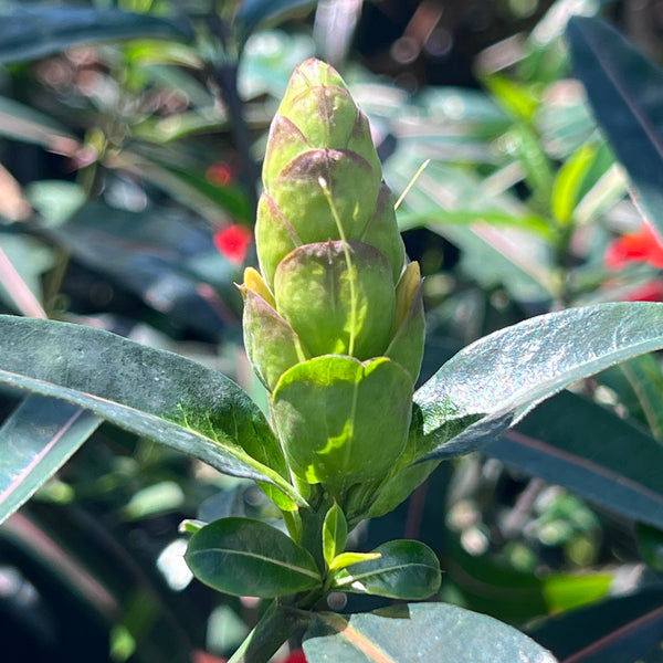 Barleria lupulina