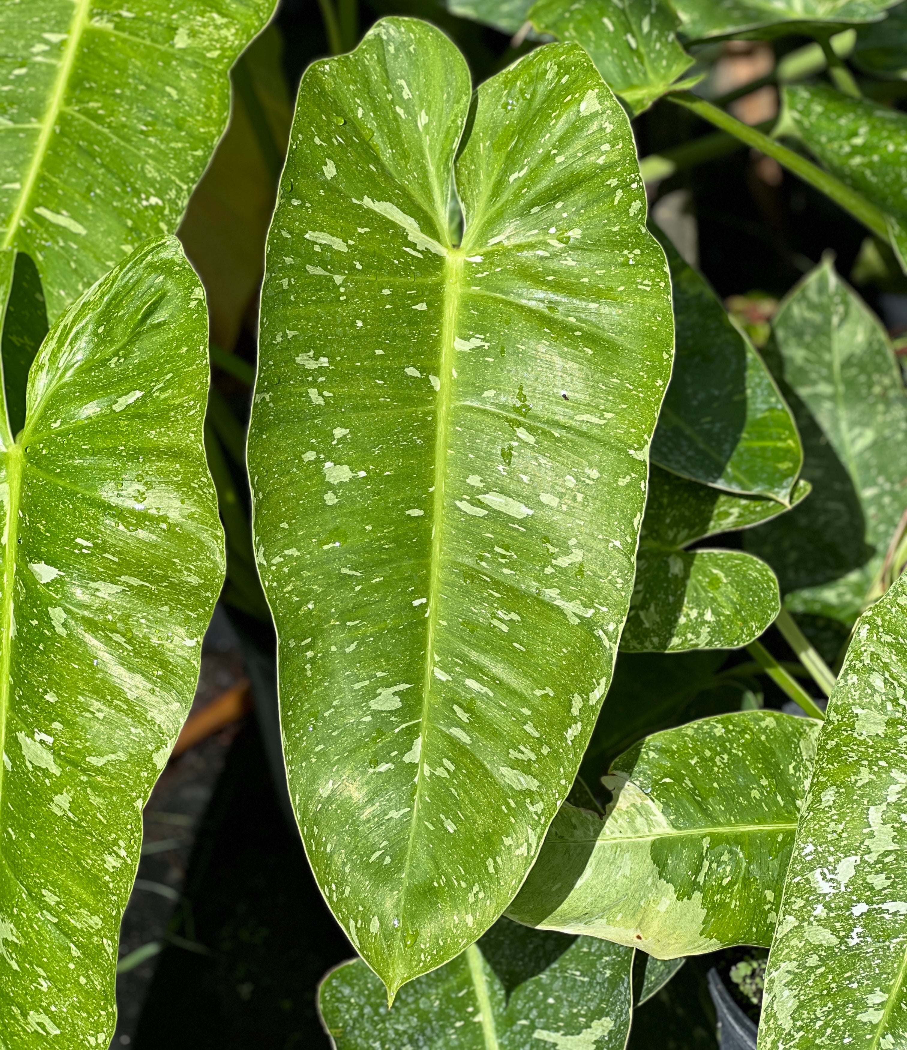 philodendron jose buono mature Philodendron 'Jose Buono'