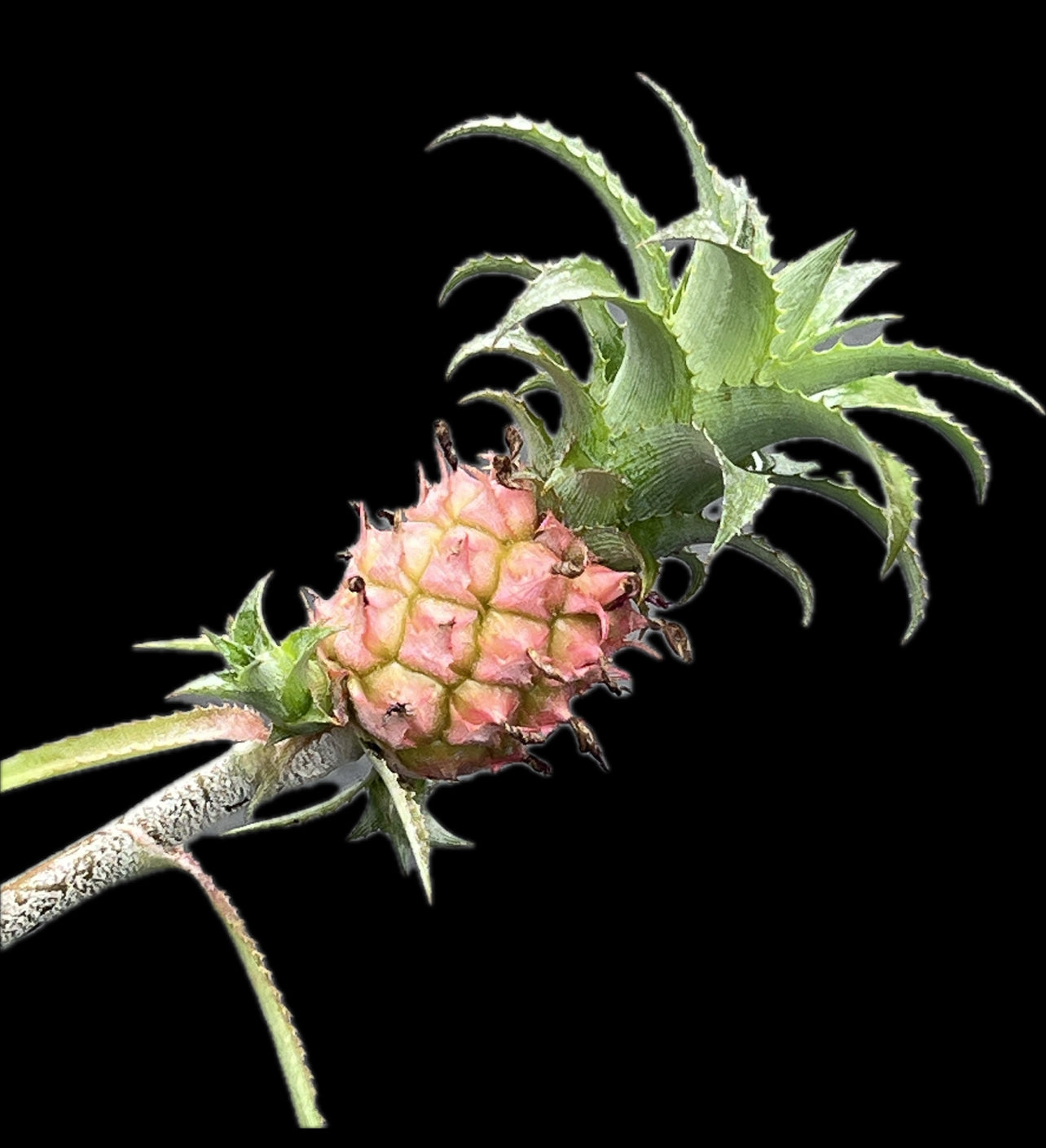 pineapple snoring plant Ananas comosus var. microstachys