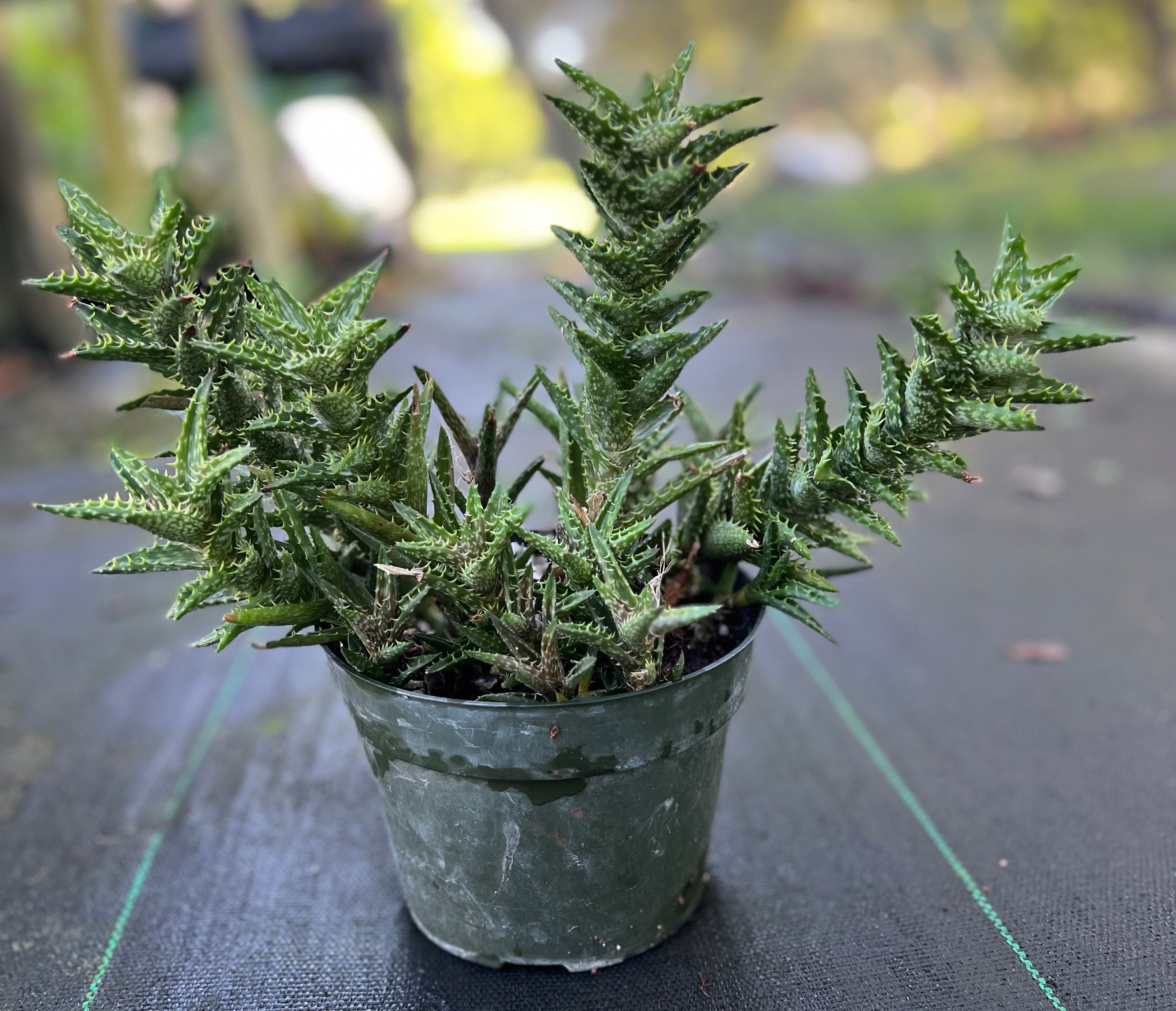 Aloe juvenna Aloe juvenna