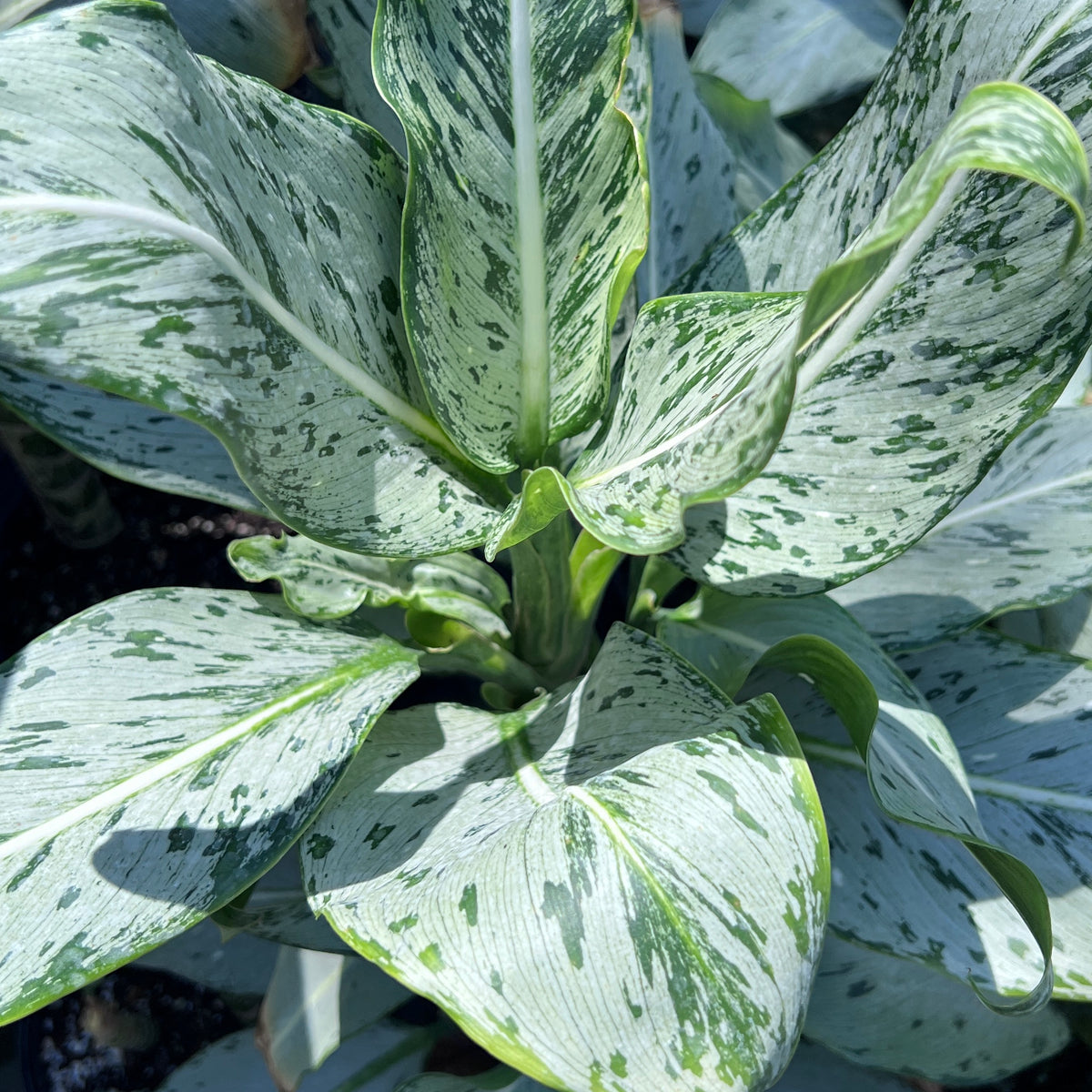 Aglaonema sp. (Silver with green speckles) – Fairchild Tropical