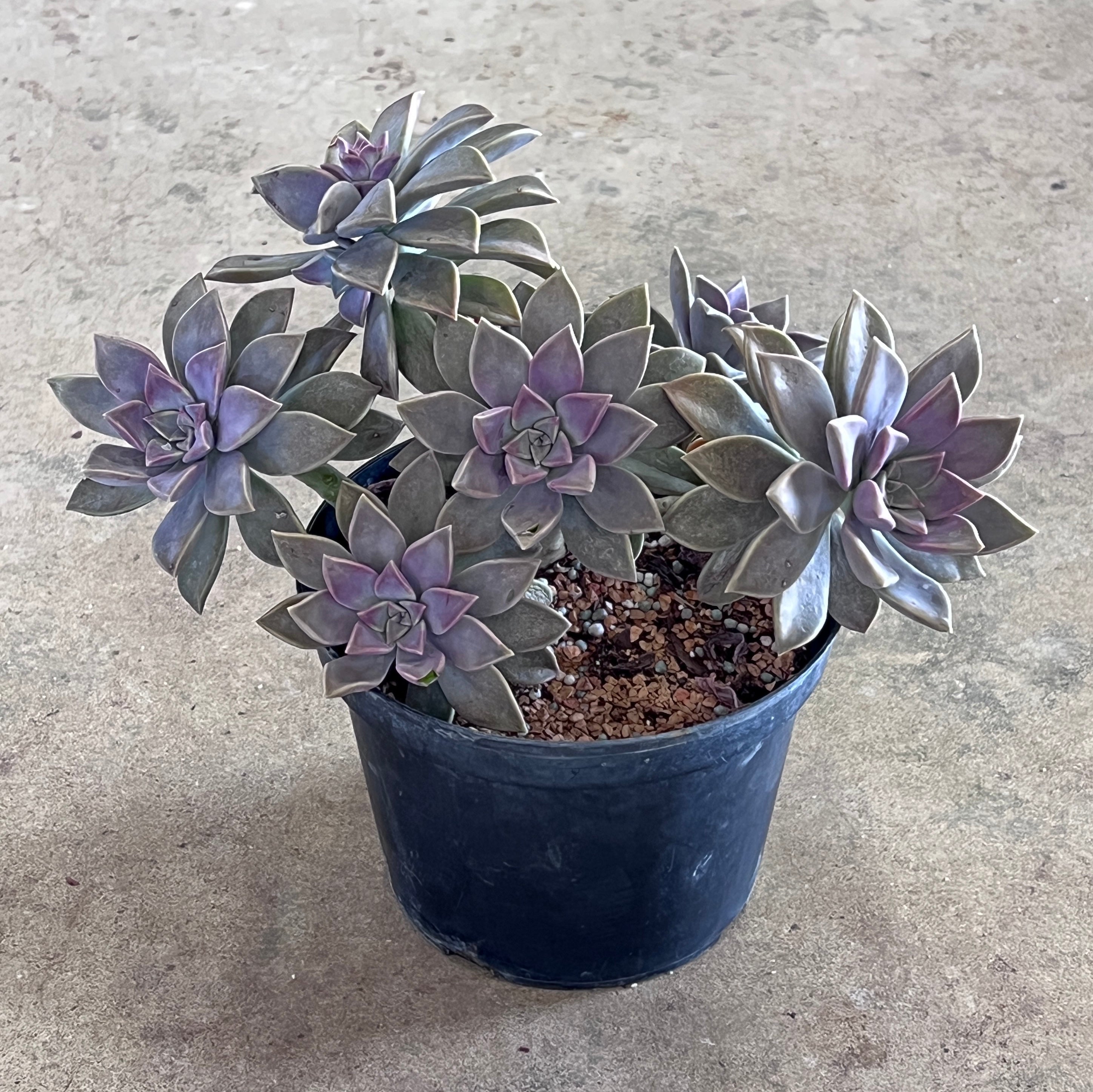 paraguayense succulent Graptopetalum paraguayense