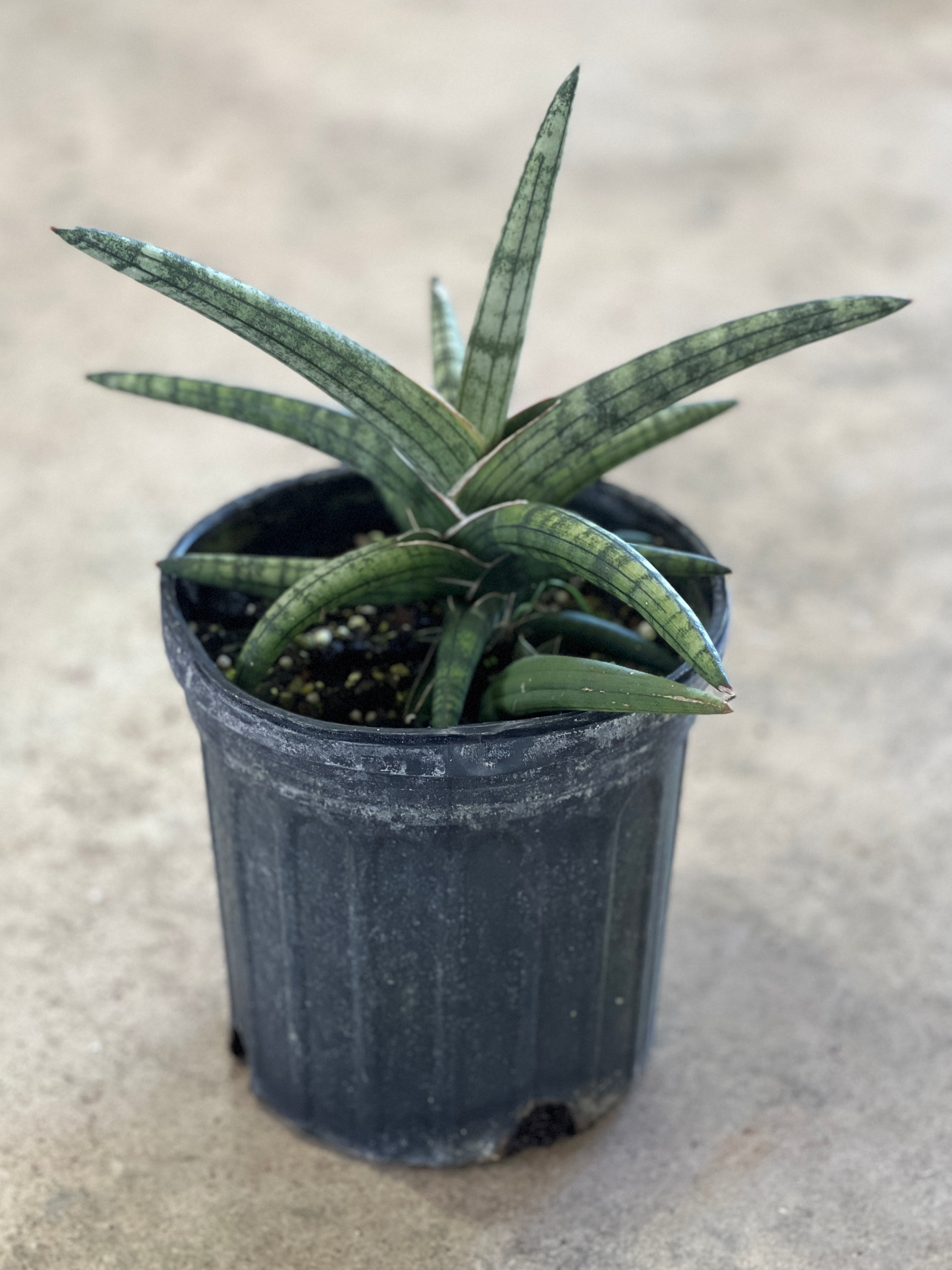 Sansevieria hargeisana – Fairchild Tropical Botanic Garden