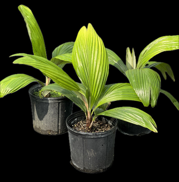 Allagoptera caudescens