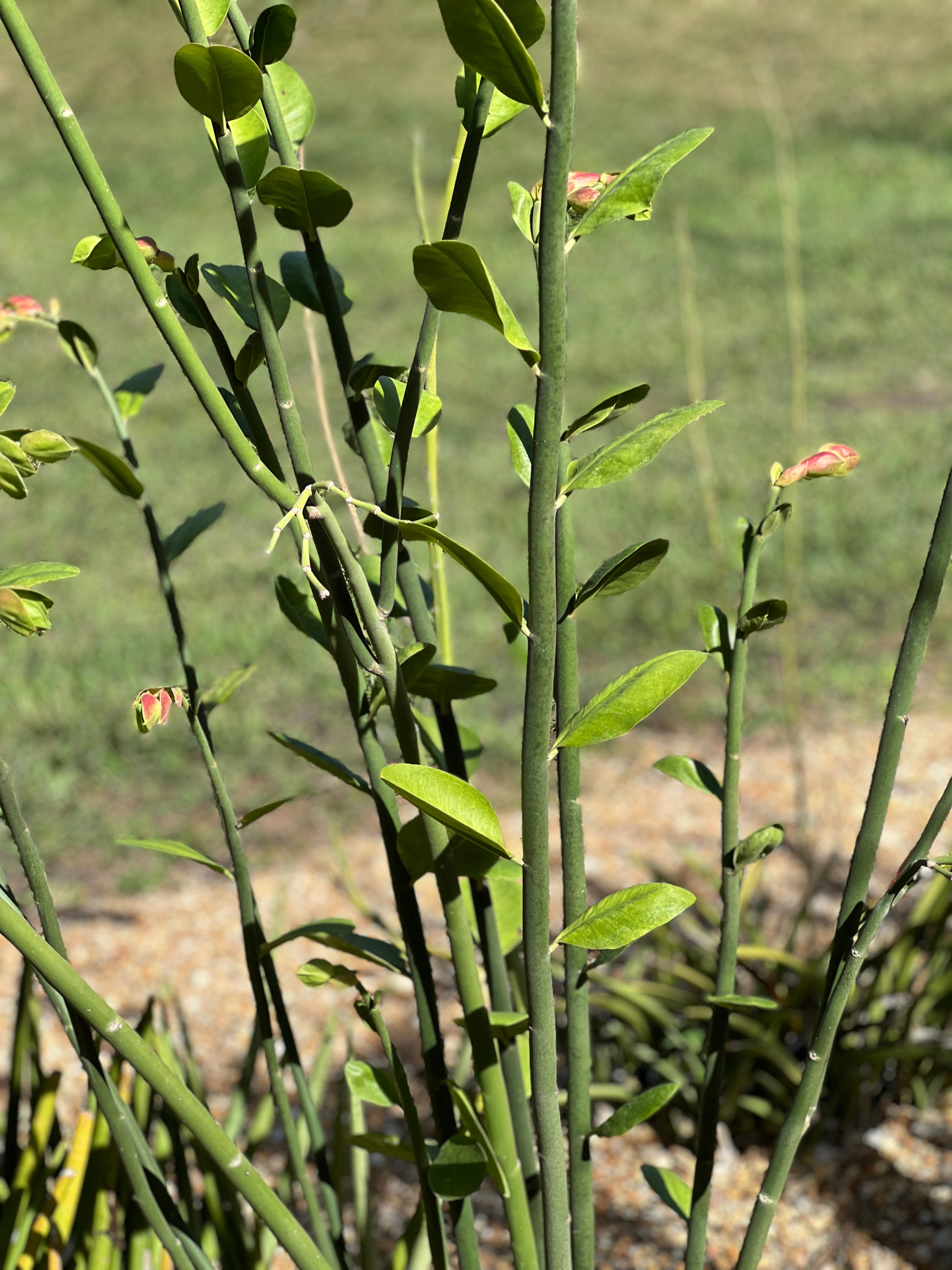 Euphorbia bracteata