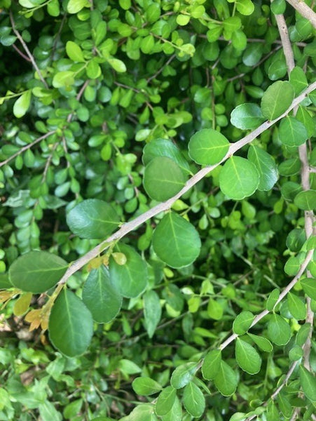 Gymnosporia diversifolia