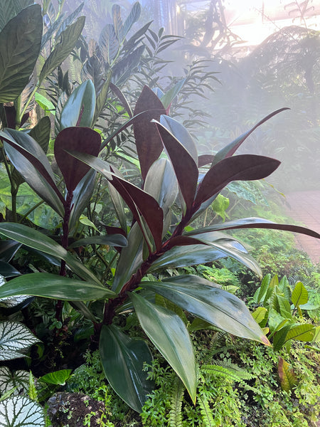 Costus vinosus