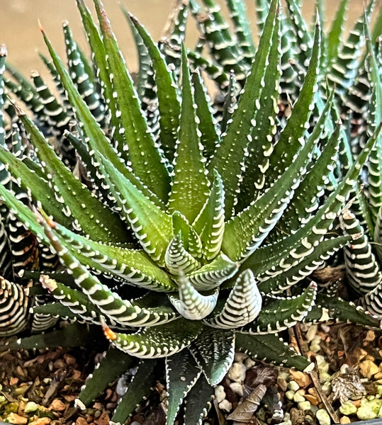 Haworthia fasciata